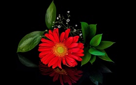 gerbera rojo, flor de primer plano, pétalos HD fondos de pantalla