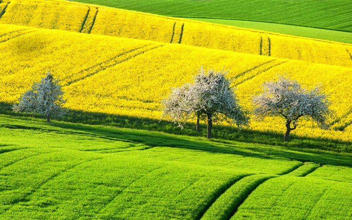 hermoso campo de colza de primavera, los árboles amarillos y verdes, Alemania Fondos de pantalla, imagen