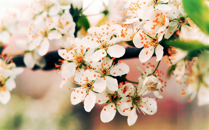 flores de primavera floración, ramas, bokeh Fondos de pantalla, imagen