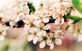 flores de primavera floración, ramas, bokeh HD fondos de pantalla
