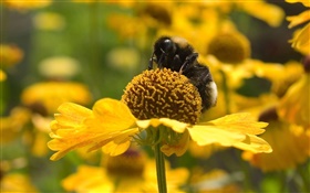 Primavera, flores amarillas, abejas, insectos