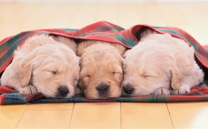 Tres perritos que duermen Fondos de pantalla, imagen