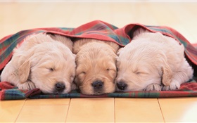 Tres perritos que duermen