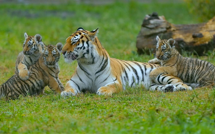 tigres de la familia, hierba, gatos grandes Fondos de pantalla, imagen