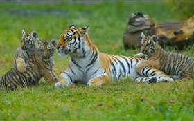 tigres de la familia, hierba, gatos grandes HD fondos de pantalla
