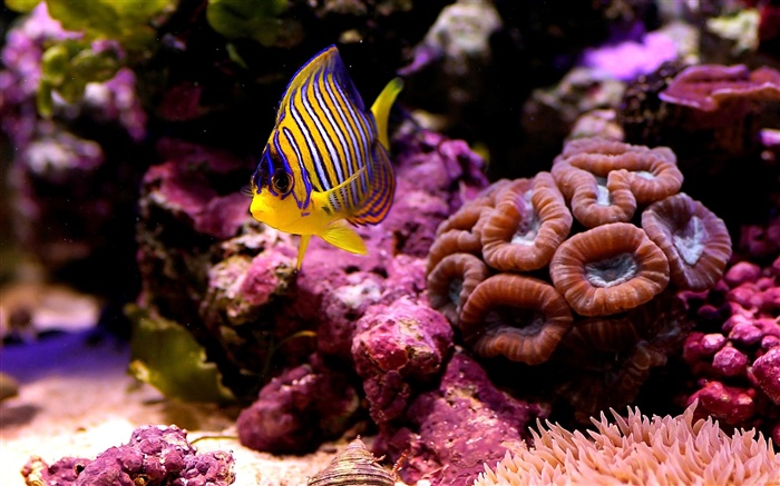 peces tropicales del payaso, agua, coral Fondos de pantalla, imagen