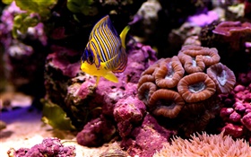 peces tropicales del payaso, agua, coral
