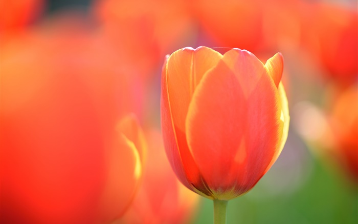 Tulipán fotografía macro, flor de naranja Fondos de pantalla, imagen