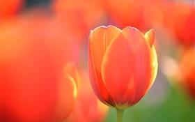 Tulipán fotografía macro, flor de naranja HD fondos de pantalla