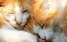 Dos gatitos para dormir HD fondos de pantalla