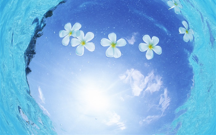 Flores blancas en el agua, el cielo azul, el sol, Maldivas Fondos de pantalla, imagen