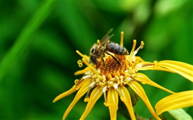 pétalos de flores amarillas, pistilo, abeja insectos
