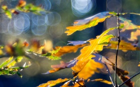 Las hojas amarillas, otoño, bokeh