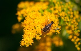 pequeñas flores amarillas, abeja, bokeh HD fondos de pantalla