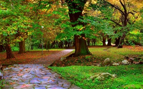 Parque del otoño, árboles, hojas, pasarela