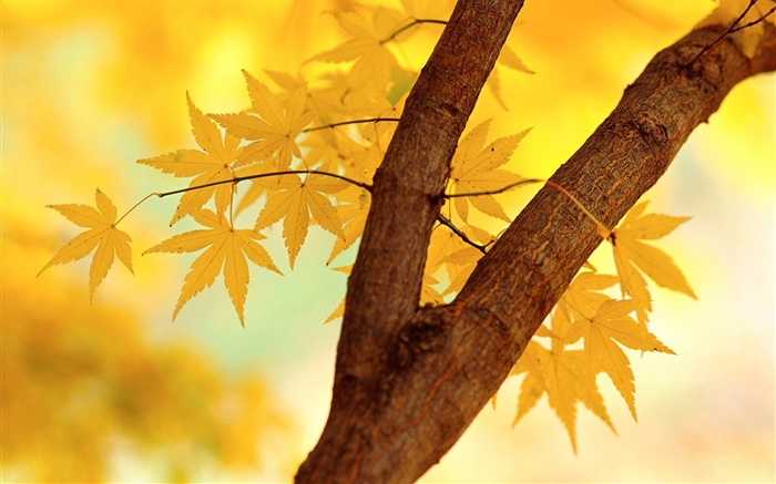 Otoño, las hojas amarillas, rama de árbol Fondos de pantalla, imagen