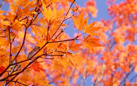 Ramas, hojas de arce rojas, otoño