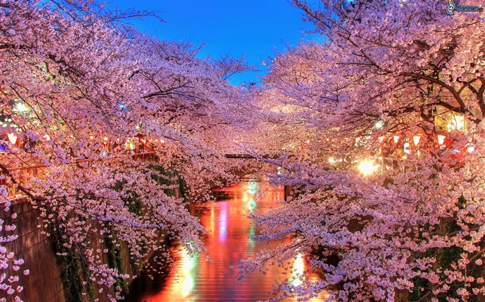 flores de cerezo por la noche, el río, las luces Fondos de pantalla, imagen