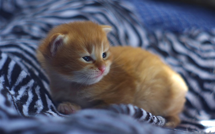 El bebé lindo gatito en la cama Fondos de pantalla, imagen