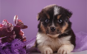 perrito lindo y flores HD fondos de pantalla