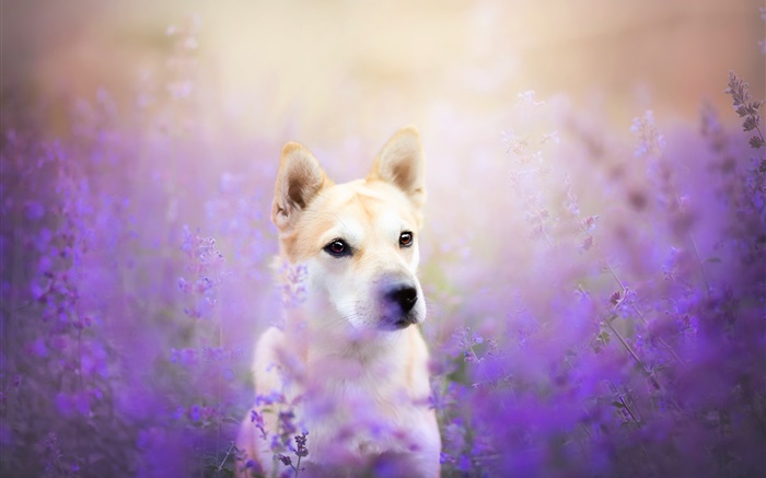 vista frontal perro, campo de flores Fondos de pantalla, imagen