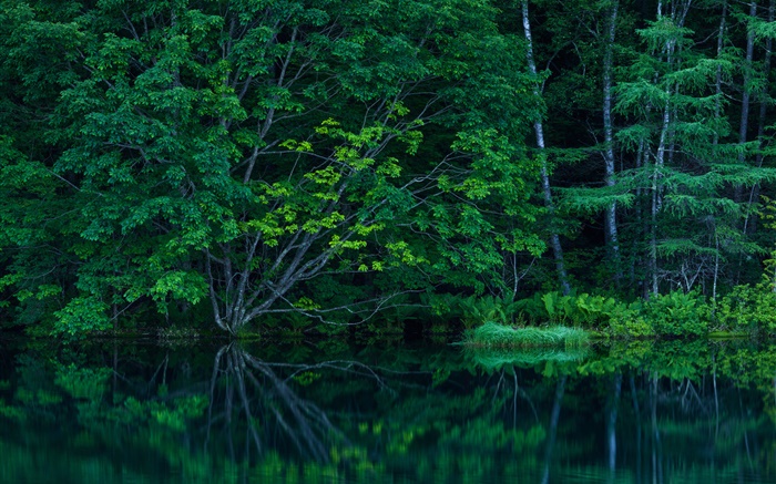 Bosque, árboles, maleza, lago Fondos de pantalla, imagen