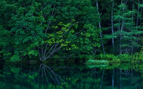 Bosque, árboles, maleza, lago