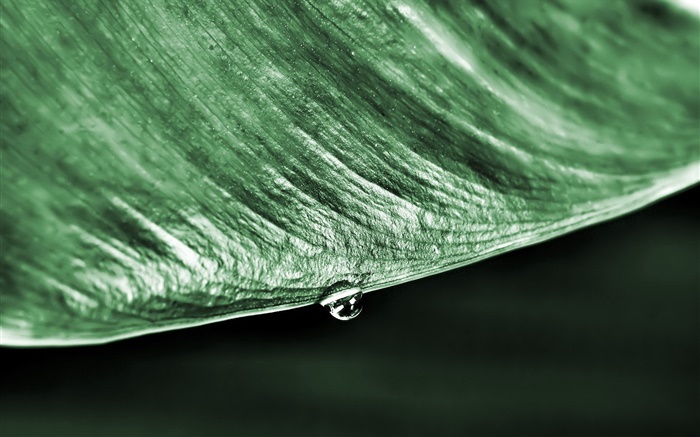 Macro de la hoja verde, gota de agua, fondo negro Fondos de pantalla, imagen