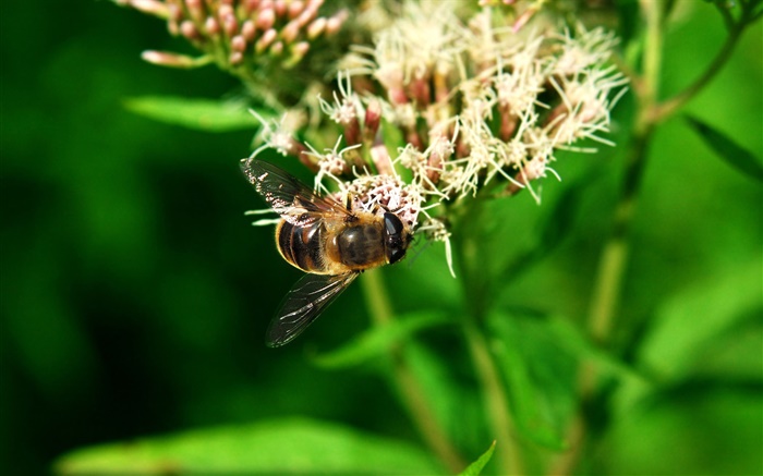 abeja insectos, hojas verdes Fondos de pantalla, imagen