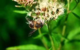 abeja insectos, hojas verdes HD fondos de pantalla