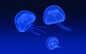 Medusas, mar azul HD fondos de pantalla