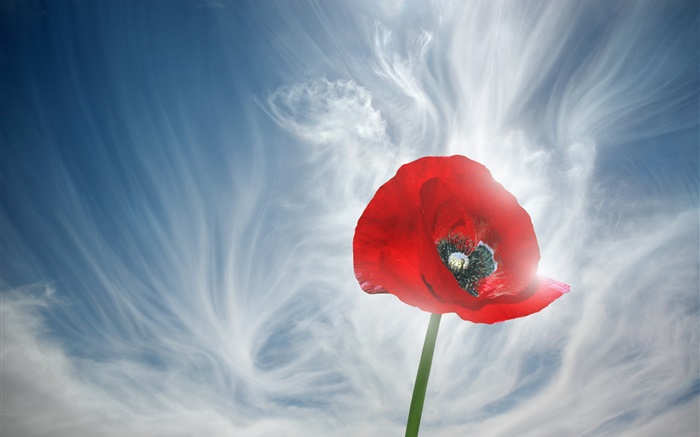 Un rojo flor de la amapola, cielo, nubes Fondos de pantalla, imagen