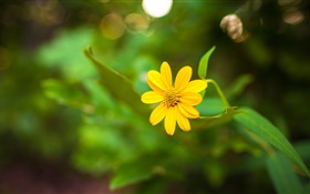 Una flor amarilla primer plano, verde bokeh