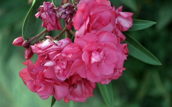 flores de adelfa rosa Fondos de pantalla, imagen