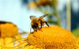 Pistilo, flor, amarillo, abeja, fotografía macro HD fondos de pantalla