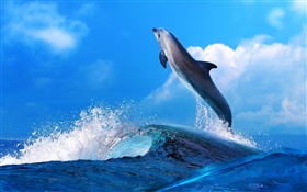 Animales de mar, delfín, salto, océano