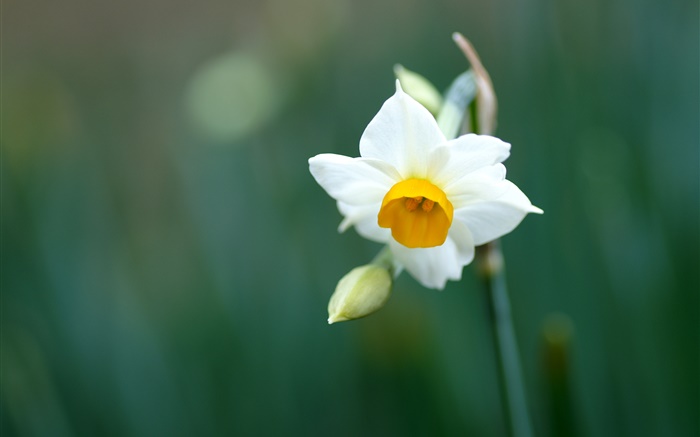 flor del narciso sola, pétalos blancos Fondos de pantalla, imagen