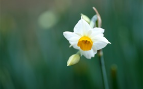 flor del narciso sola, pétalos blancos HD fondos de pantalla