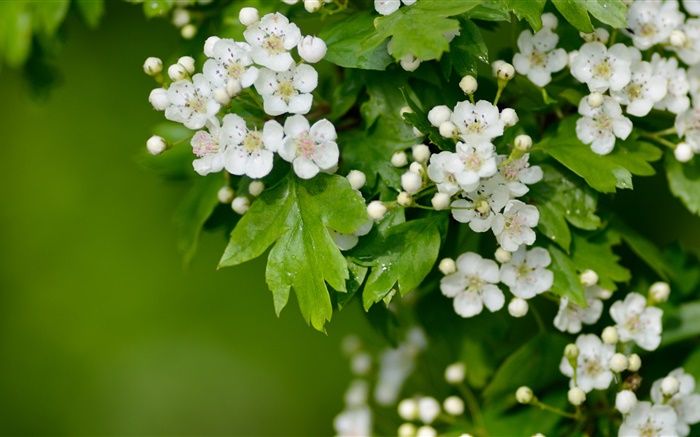 flores de espino blanco Fondos de pantalla, imagen