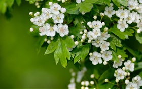 flores de espino blanco