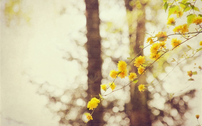 flores de color amarillo, ramas, árbol, bokeh Fondos de pantalla, imagen
