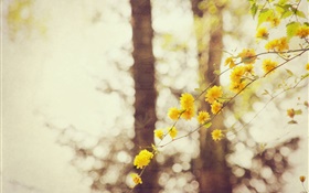flores de color amarillo, ramas, árbol, bokeh