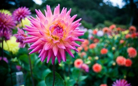 dalia, hermosas flores de color rosa HD fondos de pantalla
