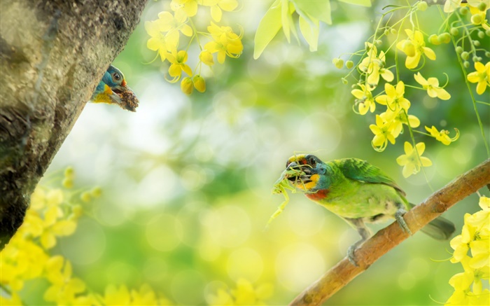 Bird captura de insectos, flores, árbol Fondos de pantalla, imagen