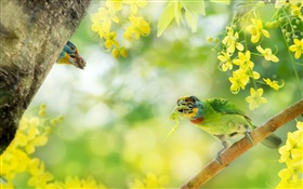 Bird captura de insectos, flores, árbol HD fondos de pantalla
