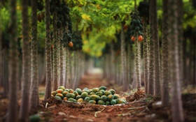 La cosecha de frutas, jardín, árboles HD fondos de pantalla