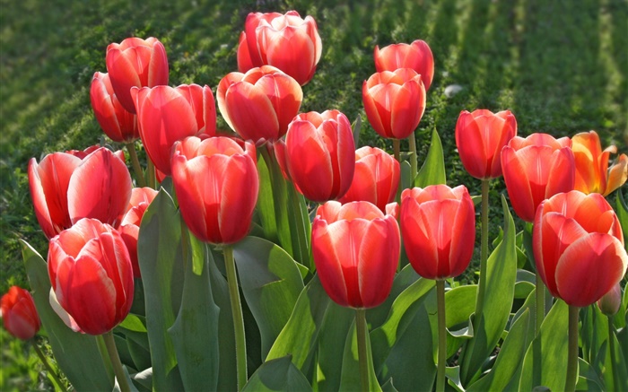 flores del jardín, tulipanes rojos Fondos de pantalla, imagen