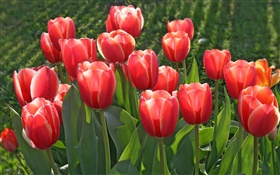 flores del jardín, tulipanes rojos