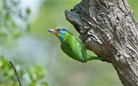 plumas verdes del pájaro, árbol HD fondos de pantalla