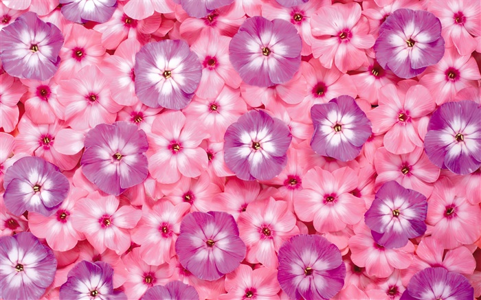 Muchas flores de color rosa, pétalos Fondos de pantalla, imagen